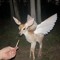 babydolldeer