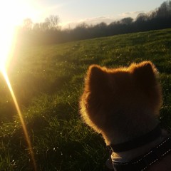 Dogopup