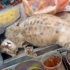 zzzz