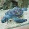 aquarium keeper