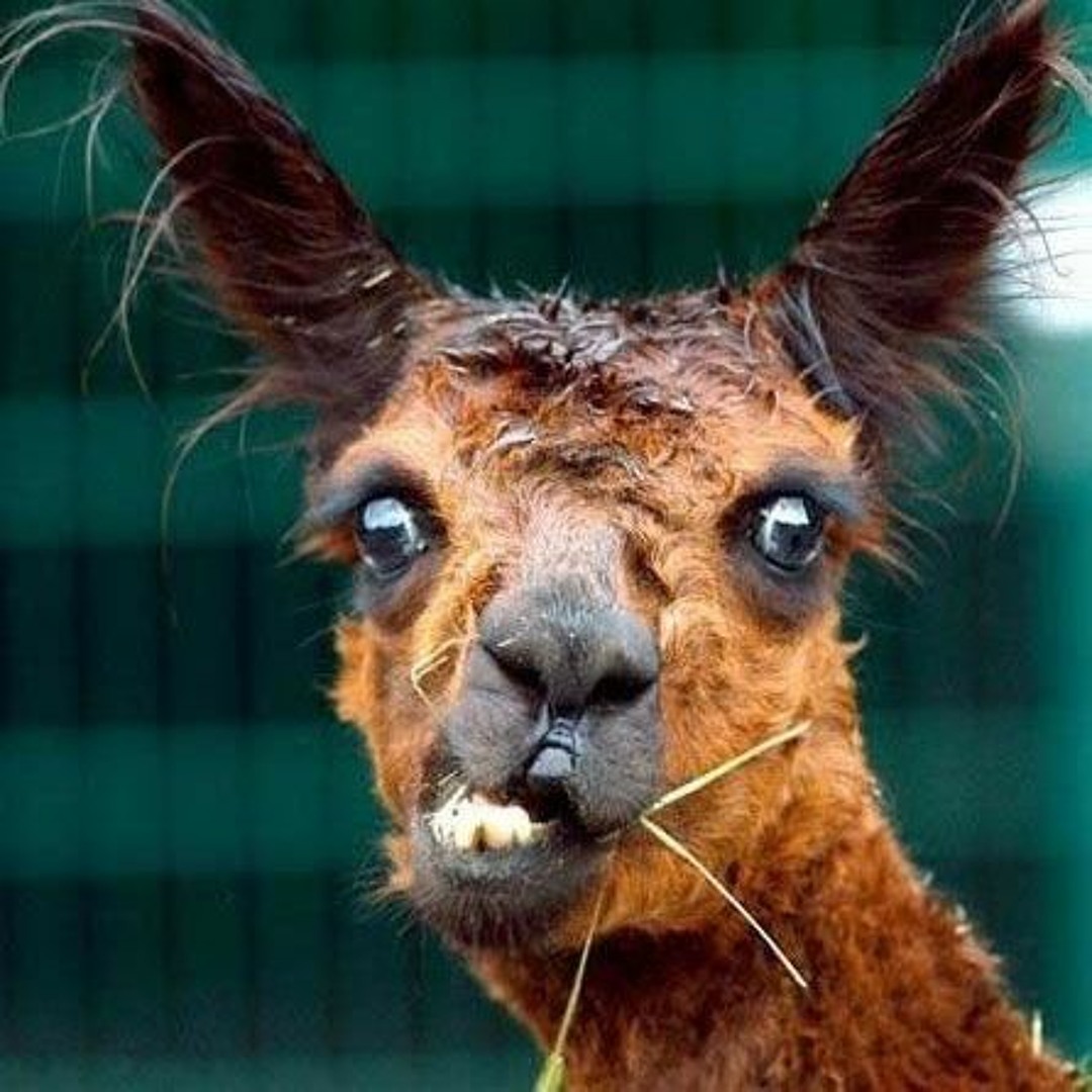 Stream alpaca loca music | Listen to songs, albums, playlists for