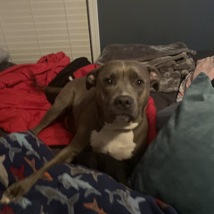 bryce wall😤🤬😤😤😤🤬🤬🤬🥵🥵🖕🏽🖕🏽