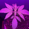 SOul R3bel256