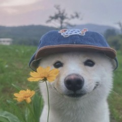 фокота