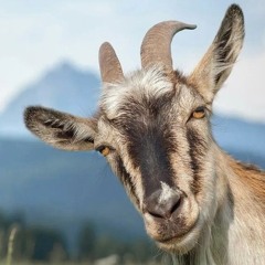 The Goat