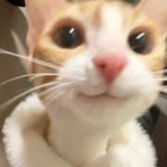 méo mẻo mèo meo