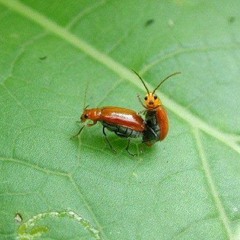 나는 자연인이다