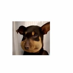 Yessirski Collective