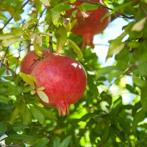 He Stepped Out Of Glory