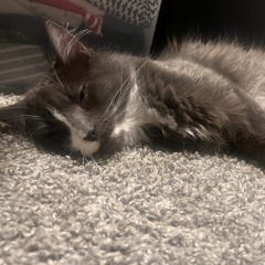 i love cats