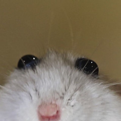 Zuzik
