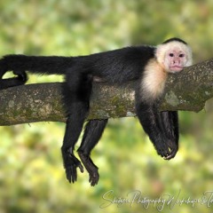 white-faced capuchin