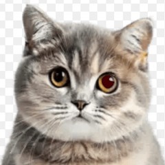 империя лошадок