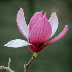 Kim na young-because i only see u