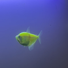 coral