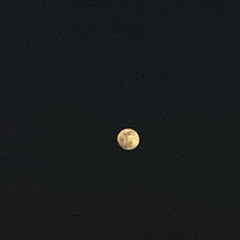마날