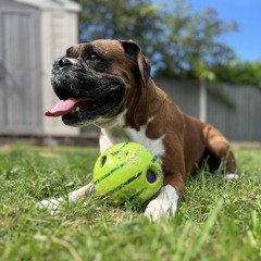 Sammy
