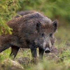 Бог легит чека