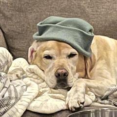 Benadryl Snoot