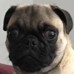 Subterranean Polar bear