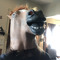 OPTIMUSxSPINE