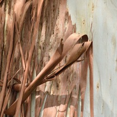 BowerBird