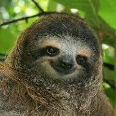 SlothJustGroovin