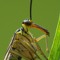 Scorpionfly