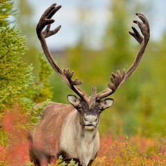 unknown caribou