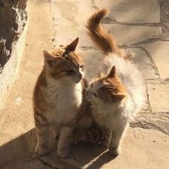 - 𝘏𝘢𝘯𝘢 -