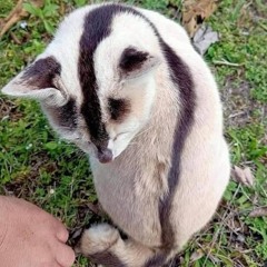 nyanmar