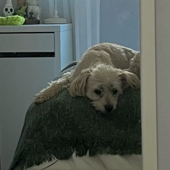 scoobert