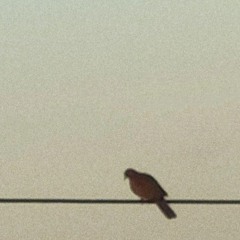 آلاء