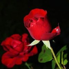 Om Farah