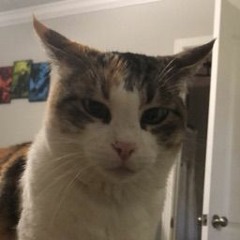 T-buddy