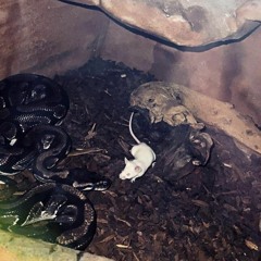 nataS_SchinCKen