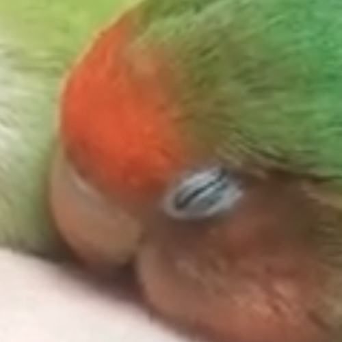 Heaven Funk (weegiepie mod)