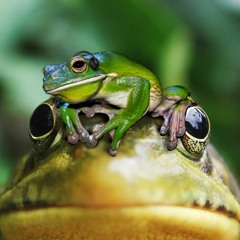 Frog & Toad