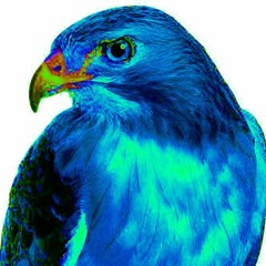 Hawk Martha