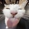 Silly cat
