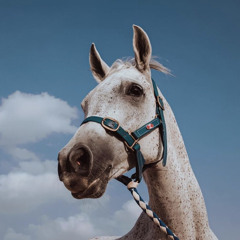 ش