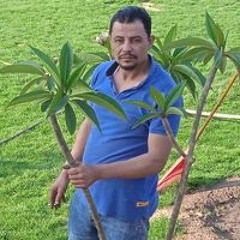 مدحت المعداوى