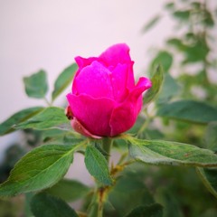 ALI HASAN