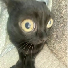 Влада Волкова