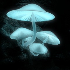 Magnificent Mycelium