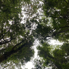 Dale Mami (chicarica) v3