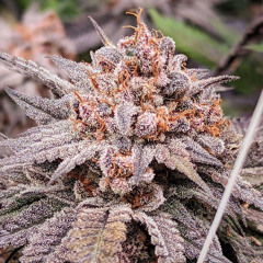 DTokes