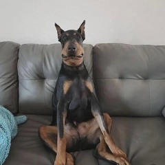 Koby