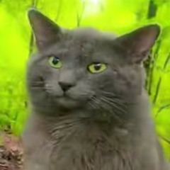 scaredy cat