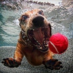 Loudog